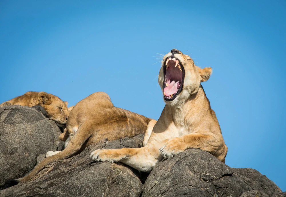 Lion pride resting on a kopje rock in Serengeti National Park during Tanzania safari tours.