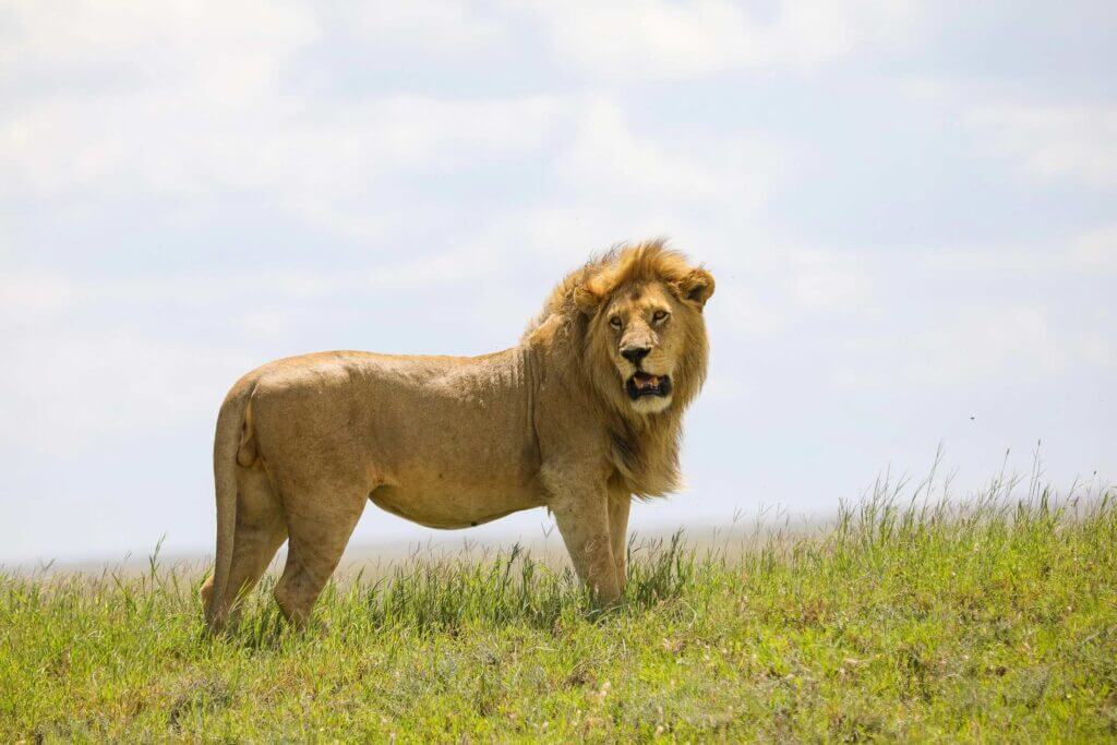 Tanzania family safari