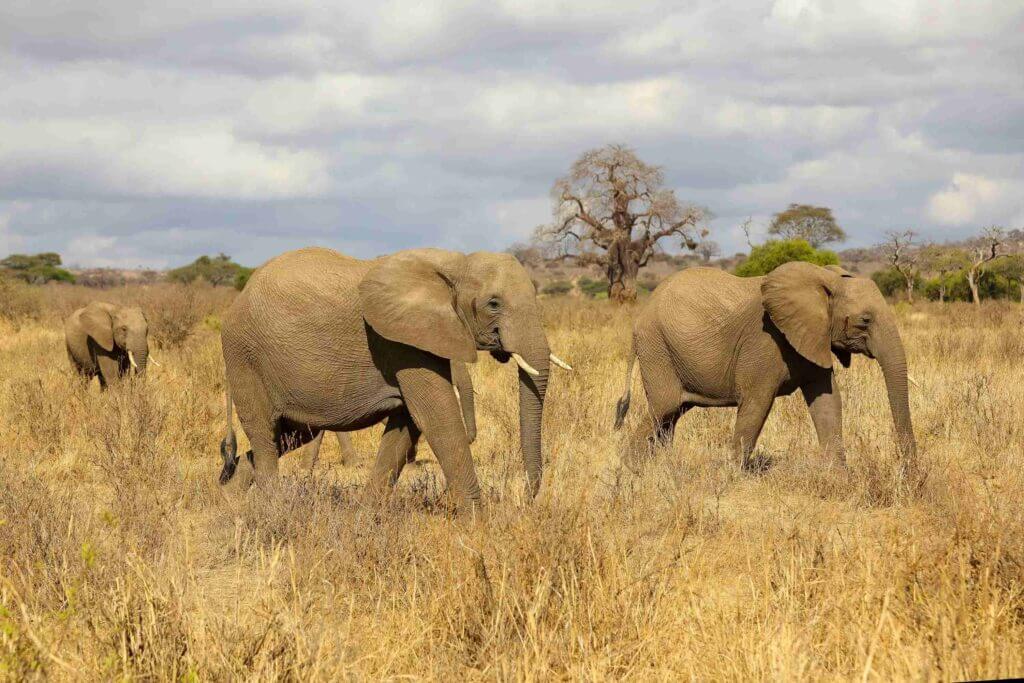 Tanzania safaris