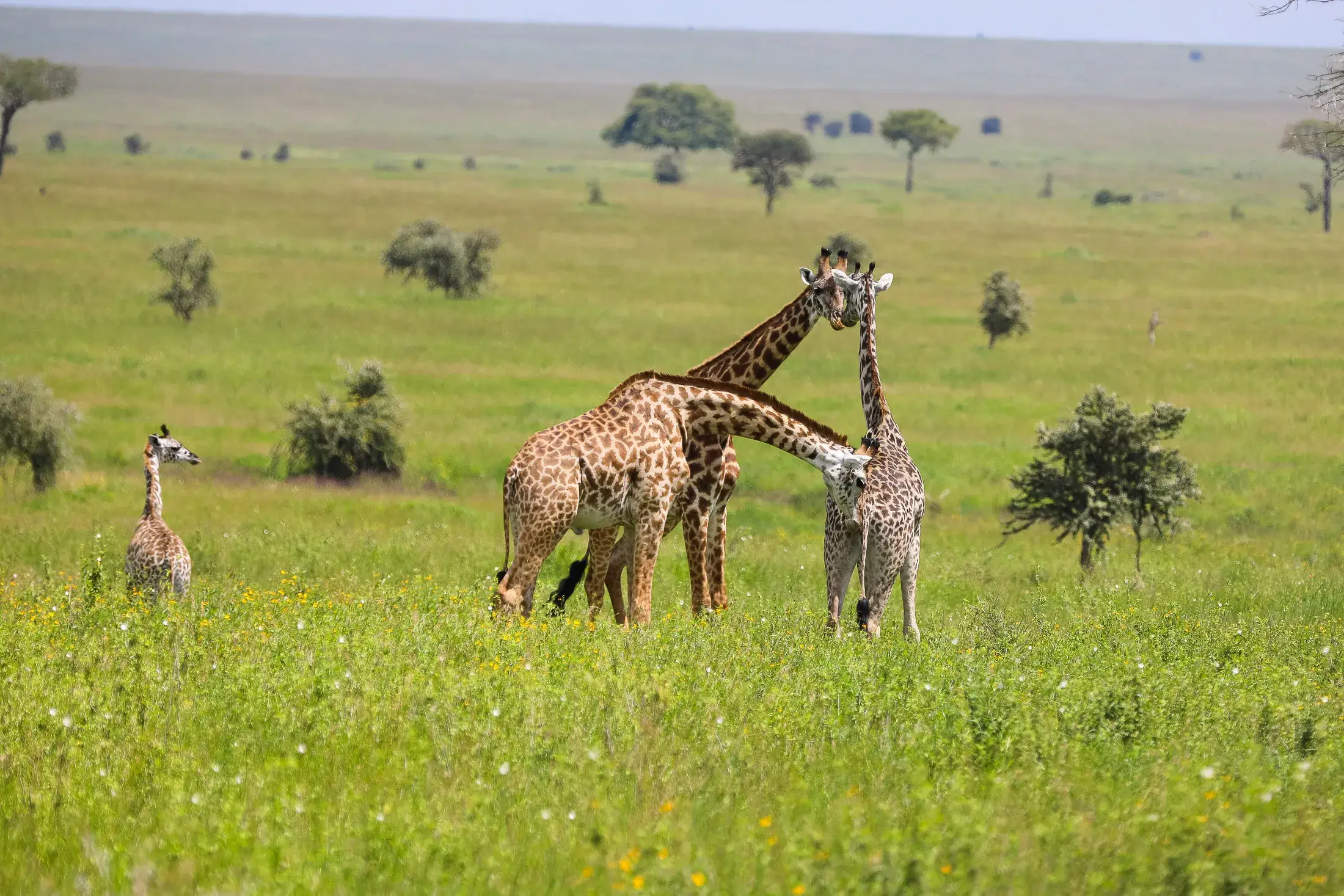 Photographic Safari