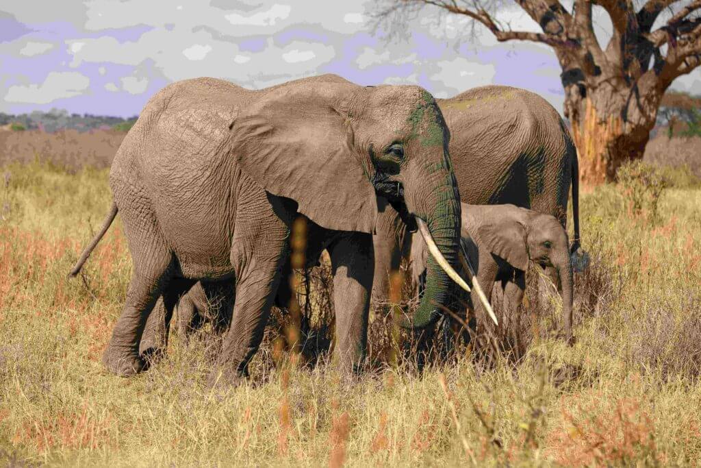 Tanzania safari tours 1