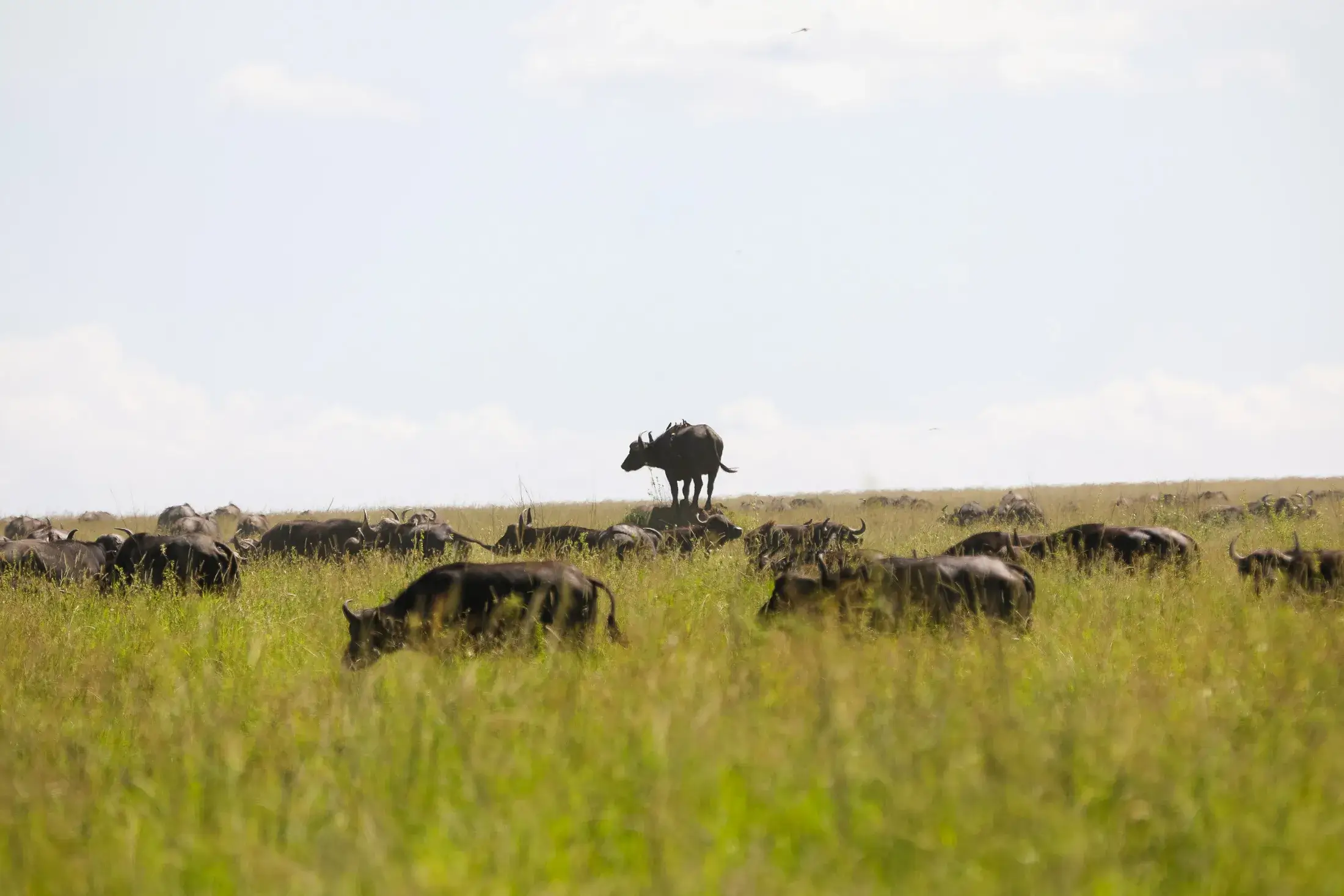 Wildlife Density