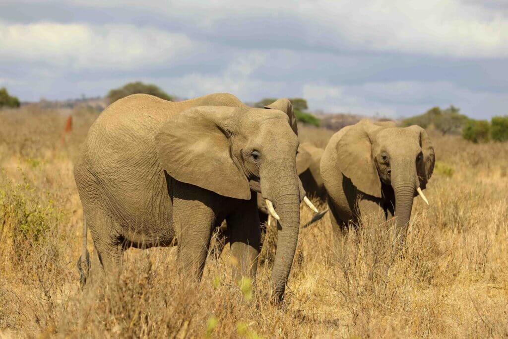 2-Day Safari, Tarangire and Manyara National Park