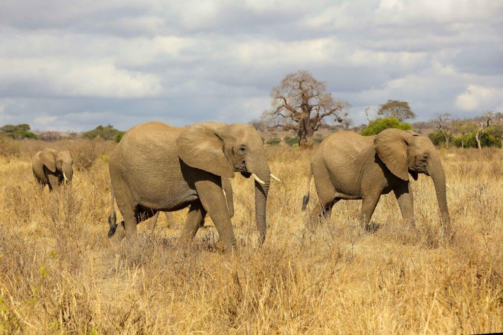 2-Day Safari, Ngorongoro and Tarangire National Park
