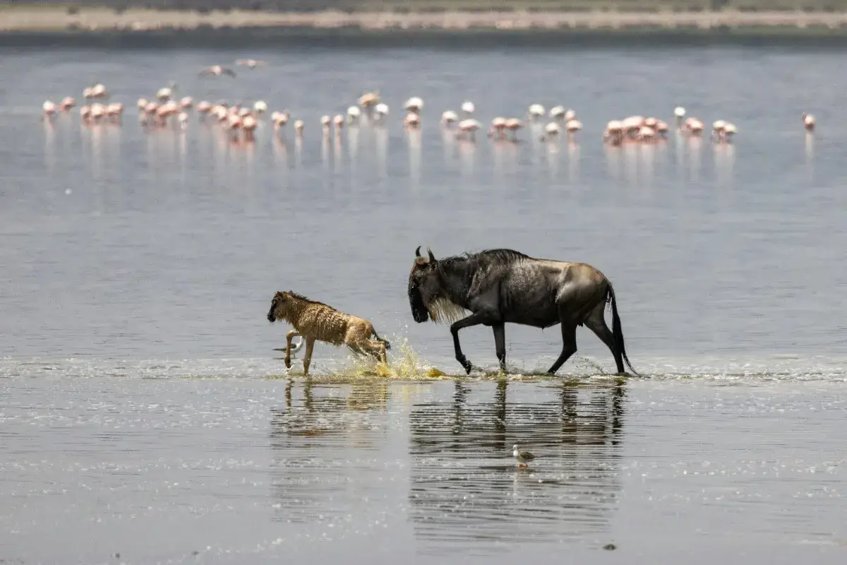Best Time to See the Great Migration in Tanzania & Kenya (Complete 2025/2026 Guide) 5 Mother & Newborn in Ndutu Stream
