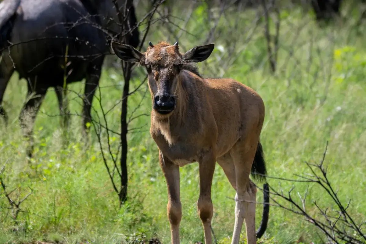 Wildebeest migration calving season mndutu area