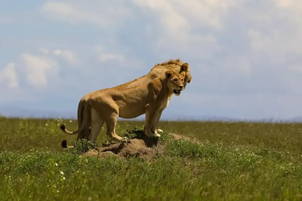 Tanzania travel guide