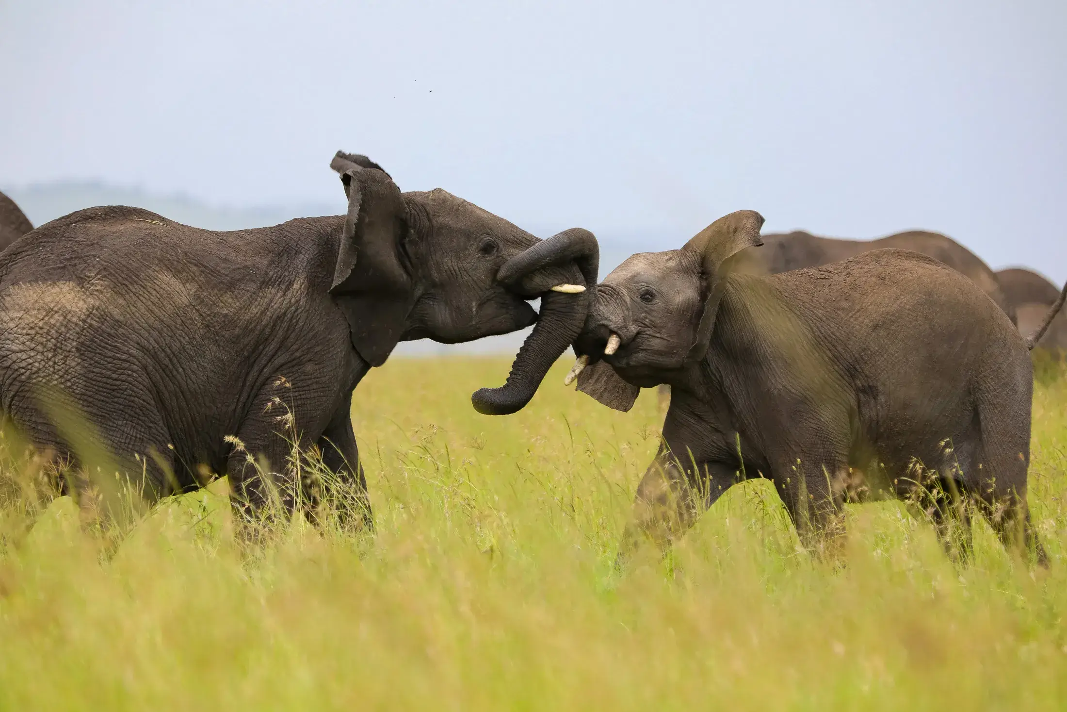 Budget Camping safari
