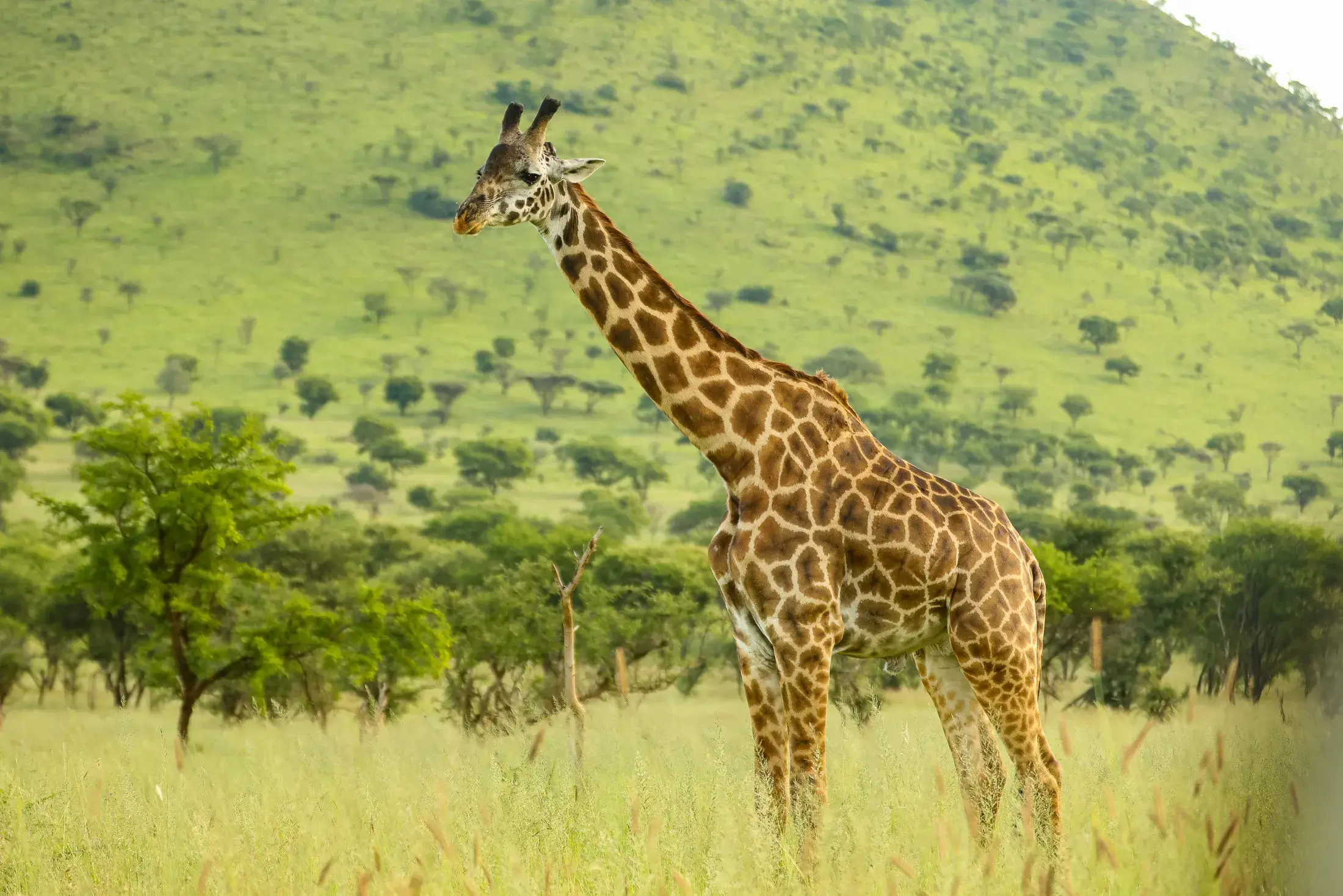 Giraffe