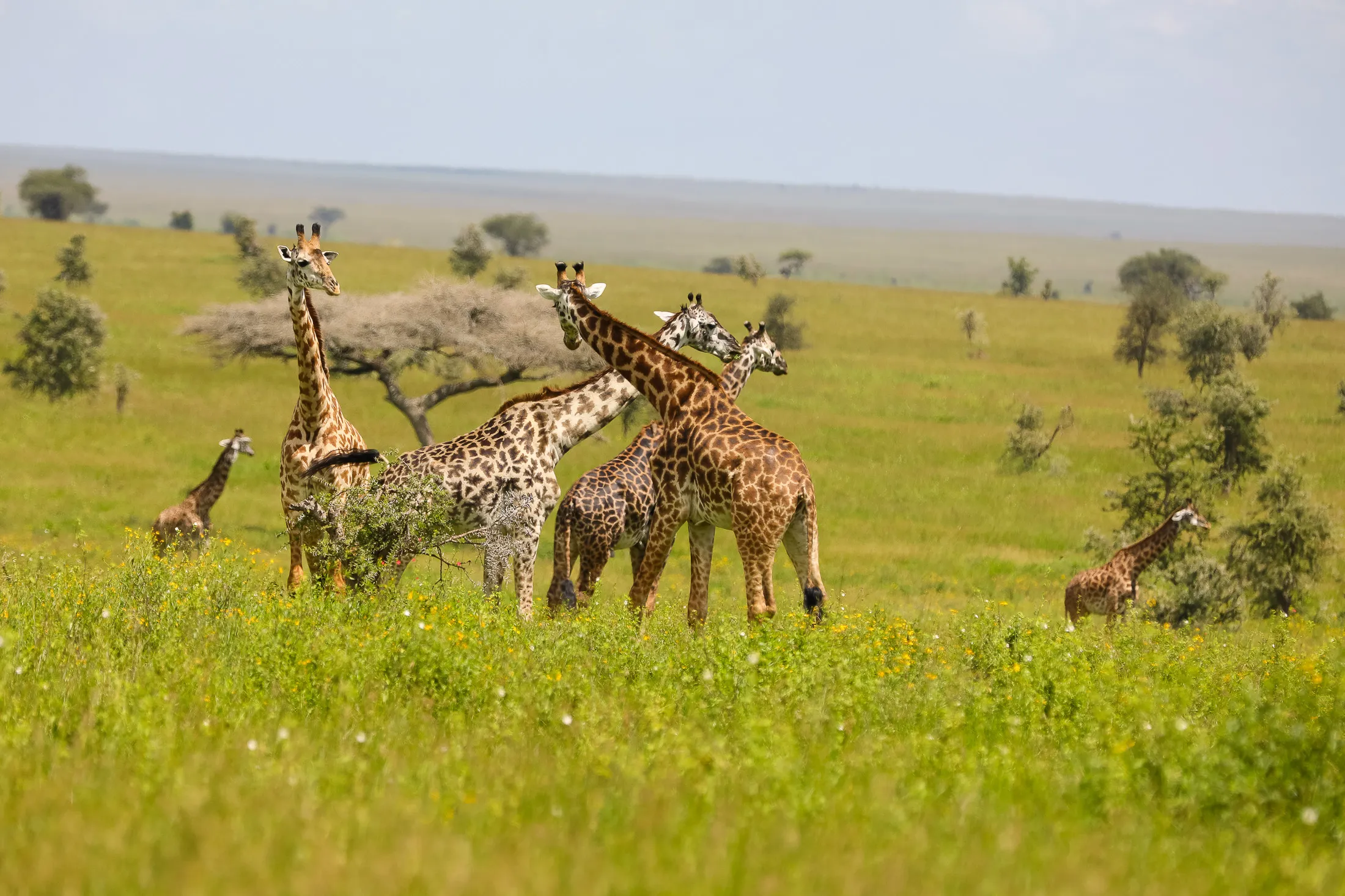 Budget camping safari