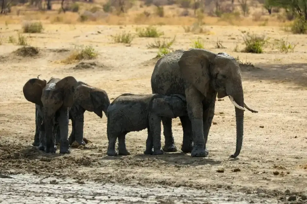 Tanzania family safari