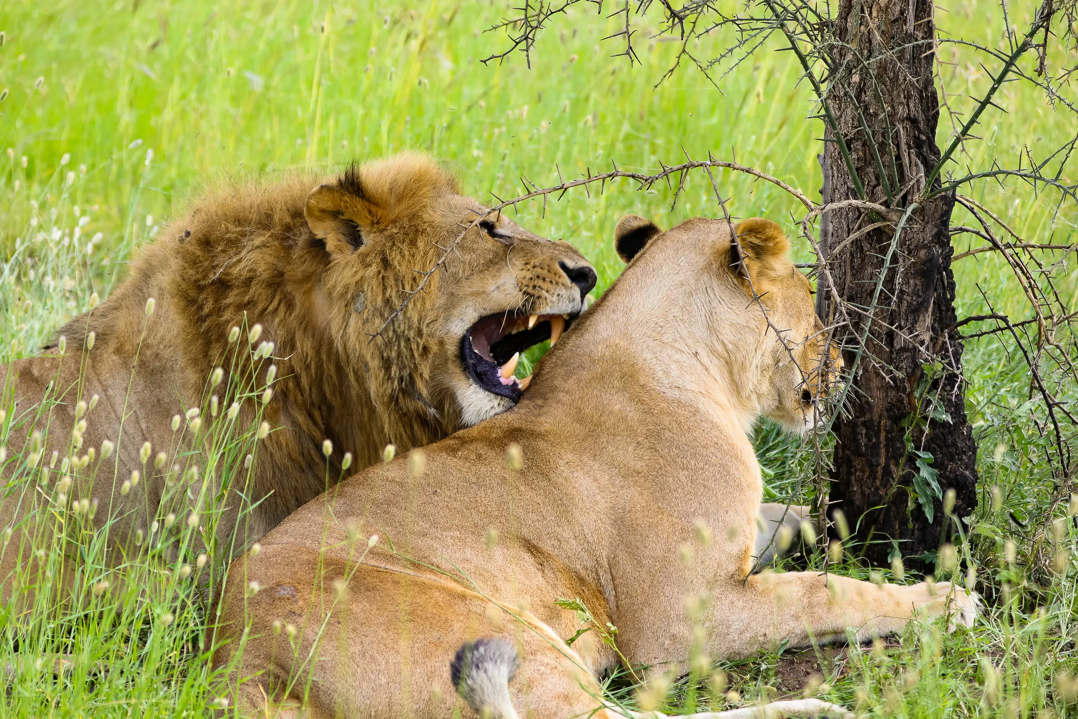 Budget camping safaris