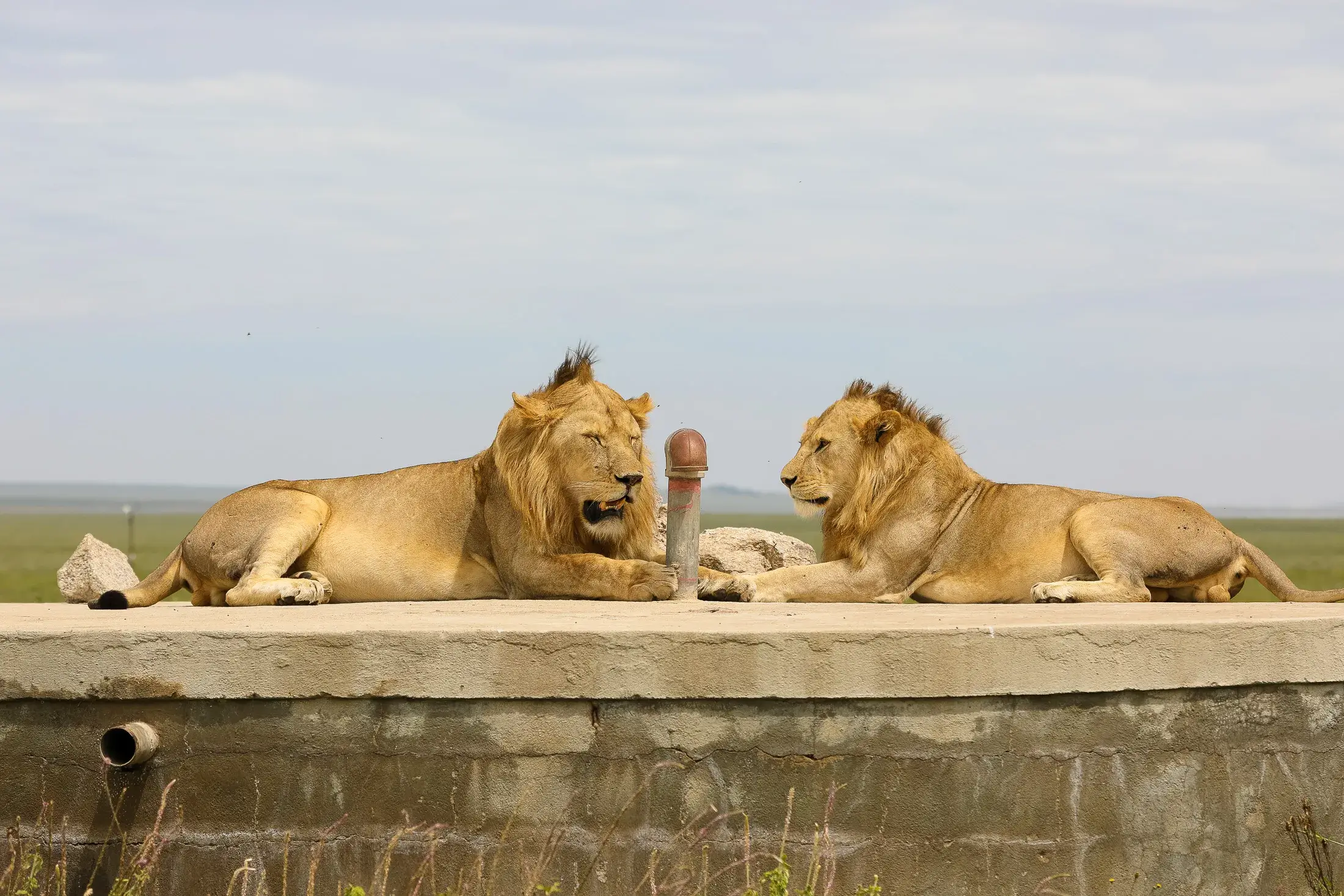 USA Tanzania multiple entry visa