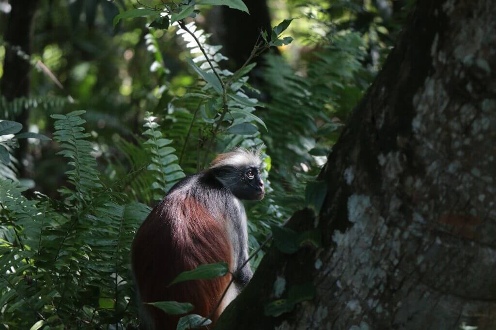 27 Things to Do in Zanzibar (2026 Must‑See List) 14 Red colobus monkeys in Jozani Forest, Zanzibar, a popular wildlife attraction for visitors