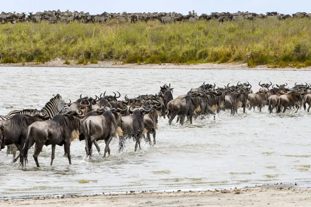 Great Wildebeest migration crossing the Mara River during the Great Migration, Northern Serengeti, Tanzania.