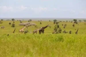 4-Day Ultimate Tanzania Safari – Serengeti & Ngorongoro