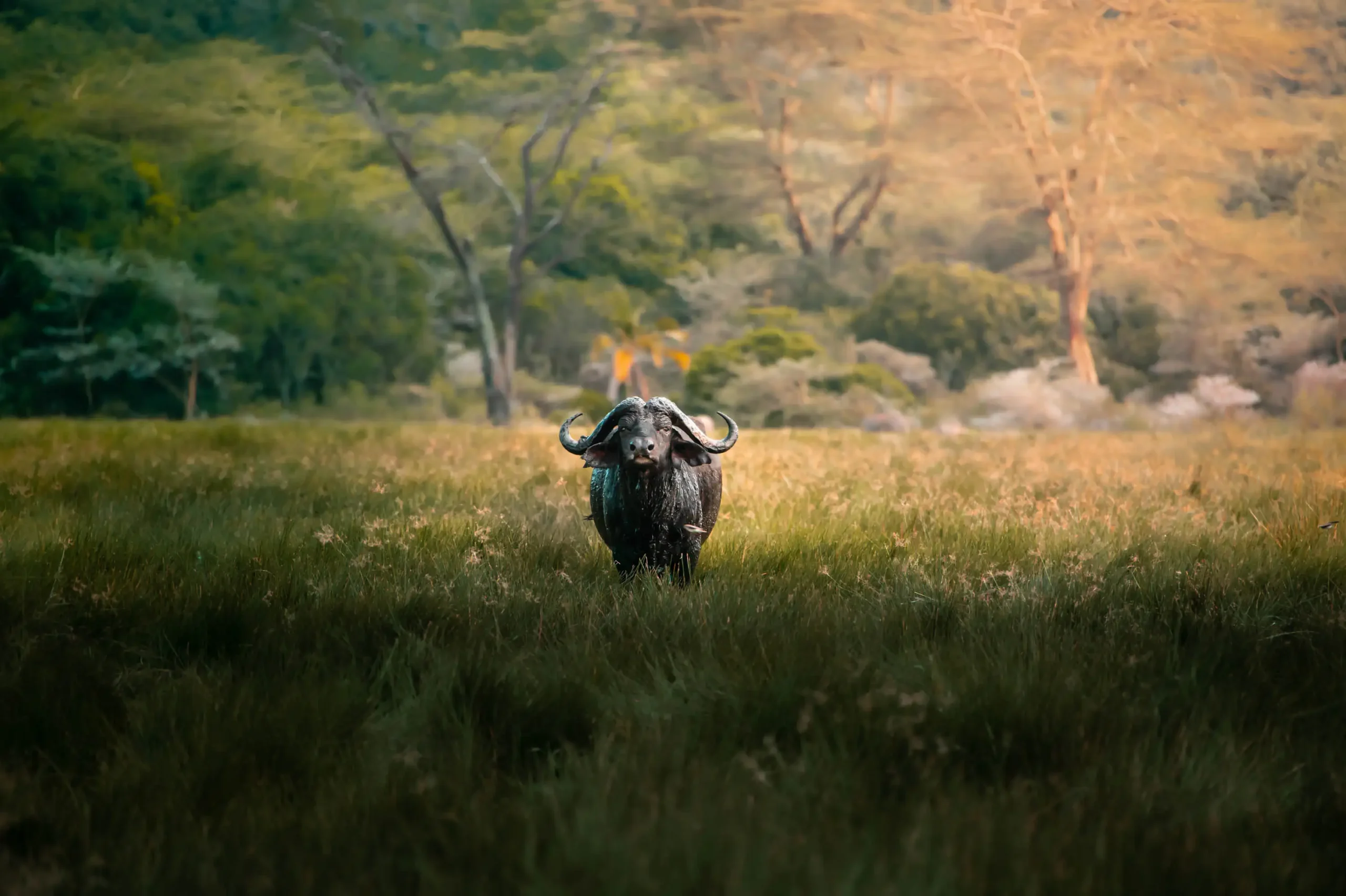 2-Day Safari, Ngorongoro & Arusha National Park