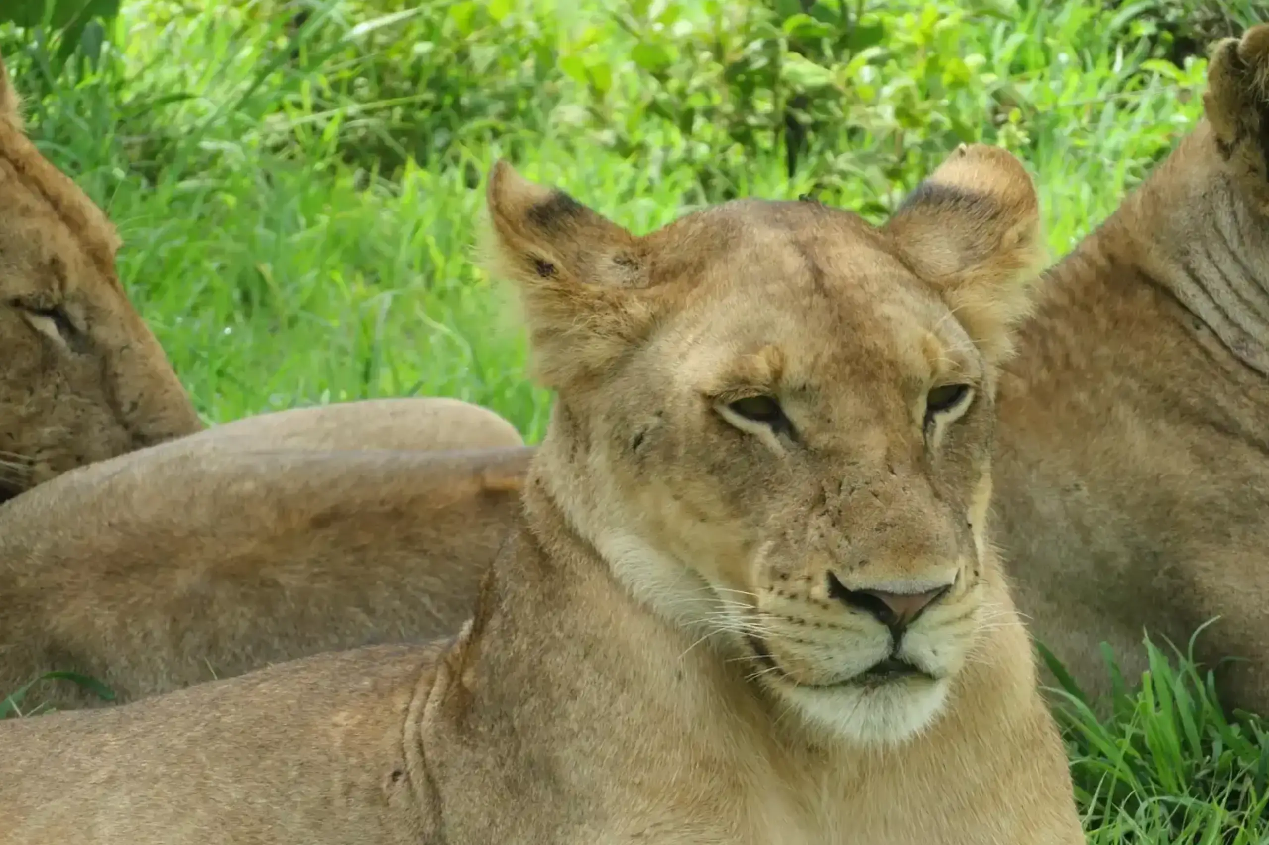 Lion Simba Mikumi national park