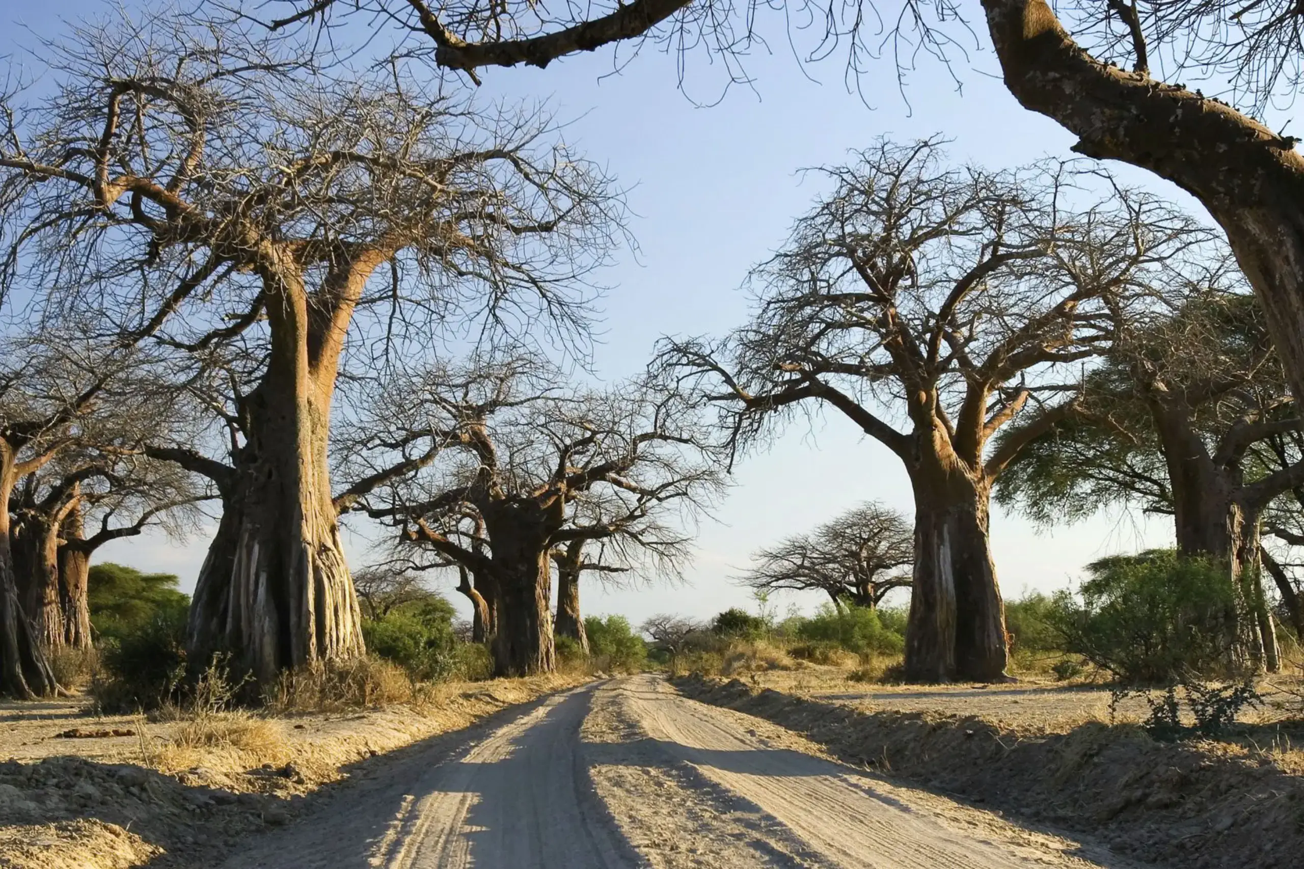 tanzania safari destinations, ruaha national park safari