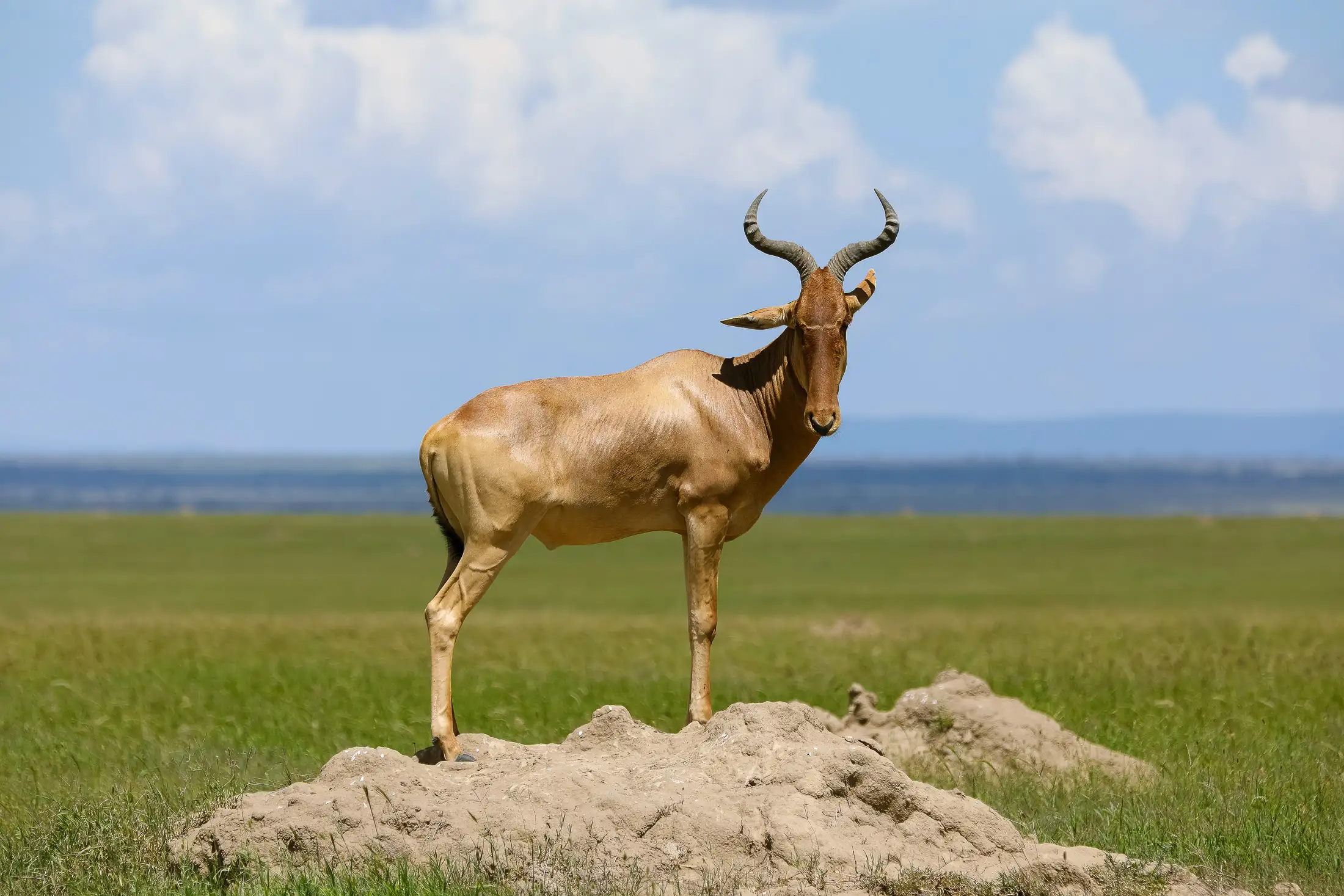 3-Day Serengeti and Ngorongoro Luxury Safari