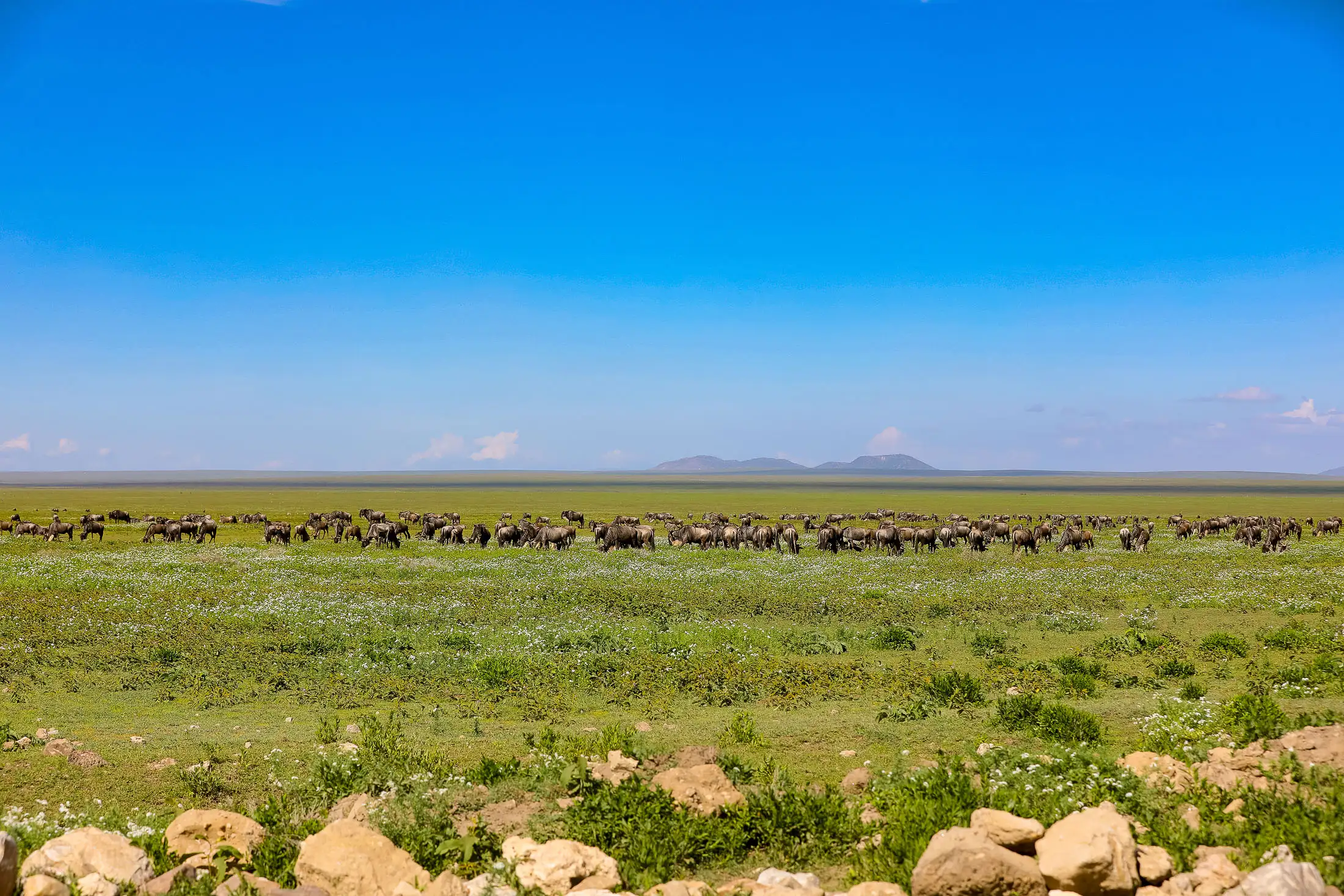 Wildebeest migration in Serengeti National Park, Tanzania