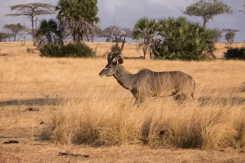 Tanzania safari destinations Nyerere National Park