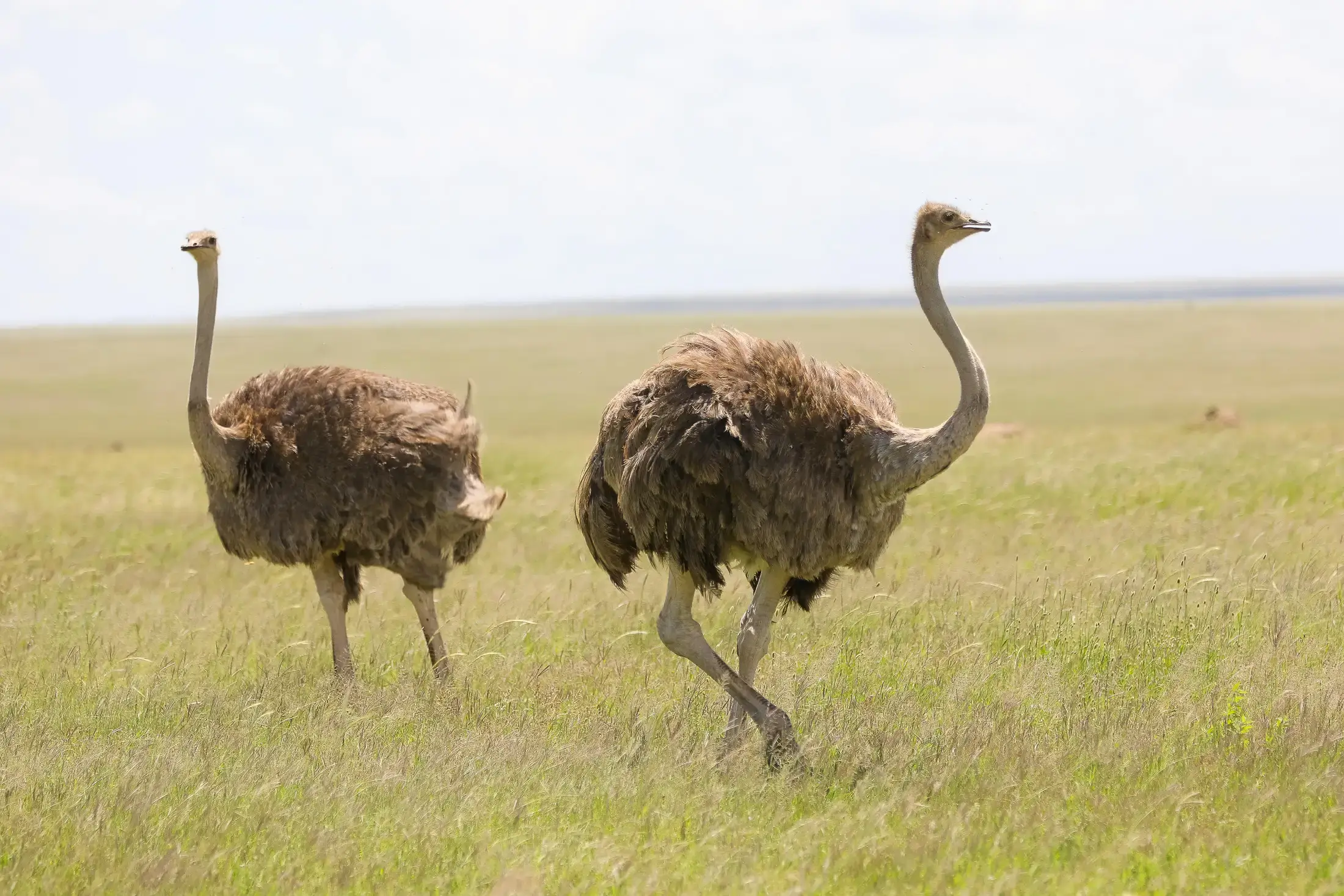 4-Day Ultimate Tanzania Safari – Serengeti & Ngorongoro