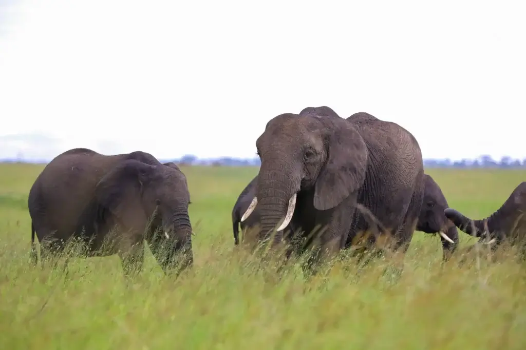 3-Day Serengeti and Ngorongoro Luxury Safari
