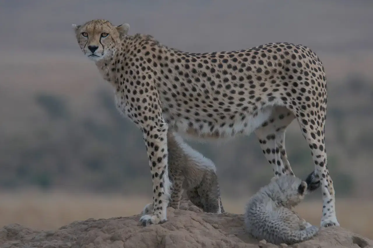tanzania family safari tours