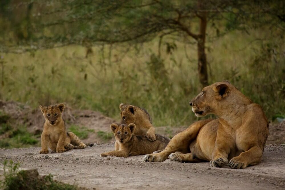 Tanzania family safari tours