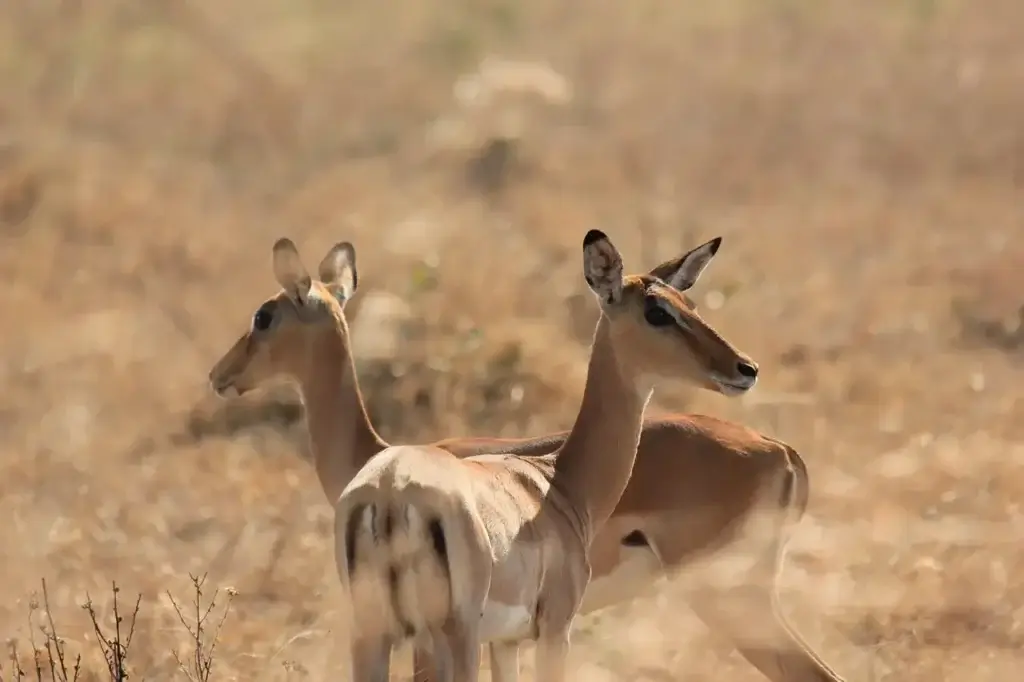3-Day Safari to Mikumi National Park from Dar es Salaam
