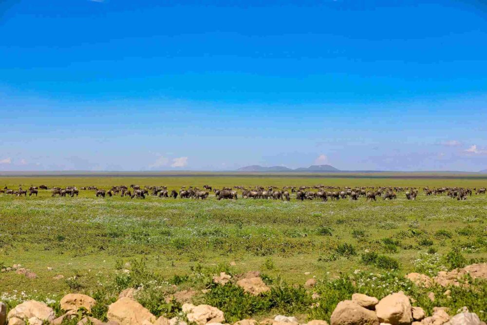 Great Migration herds moving across green Serengeti plains Tanzania