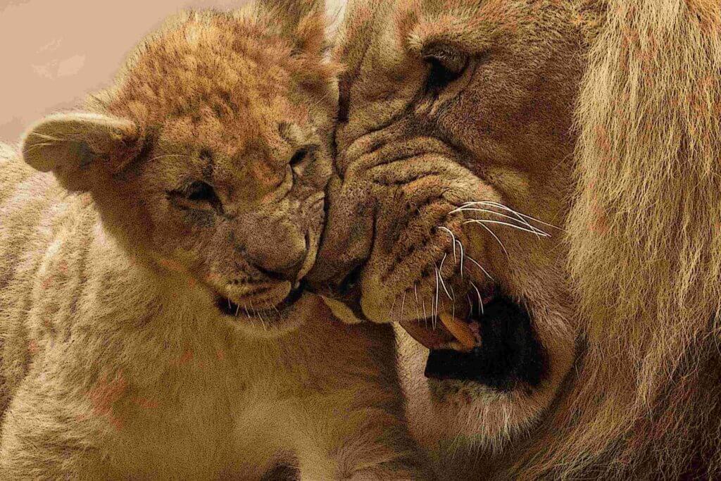 lion with his cubs during the 12-Day Ultimate Tanzania Safari & Zanzibar Beach Holiday