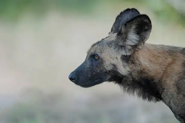 An African Jackal on a 7-Day Selous and Ruaha Fly-in Safari