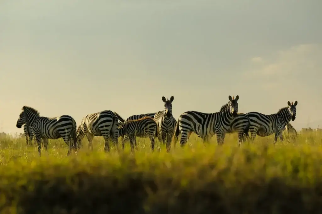 Tanzania safari during dry season June to October