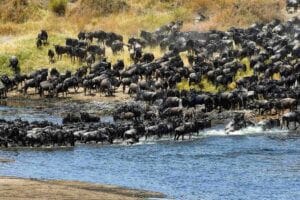 27 Things to Do in Zanzibar (2026 Must‑See List) 24 Great Migration wildebeest herds crossing Mara River Tanzania Serengeti