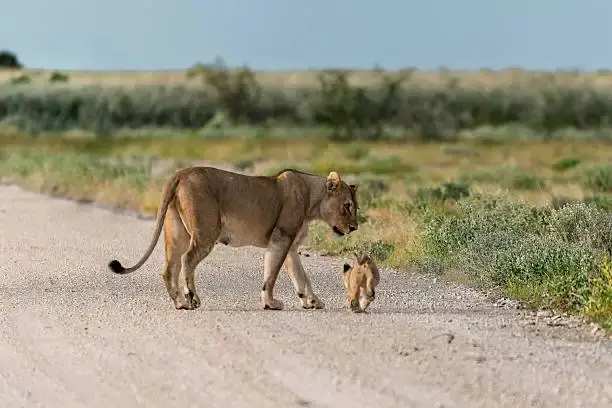 Mikumi National Park, Tanzania