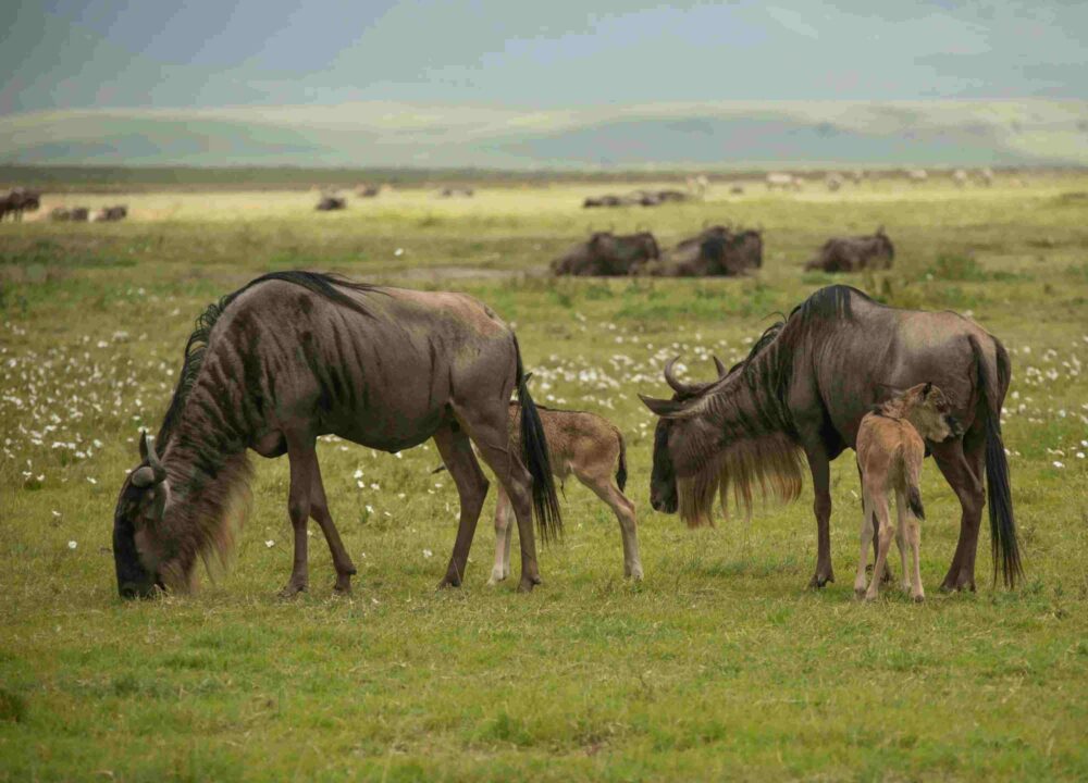 Wildebeest calving in southern Serengeti in February