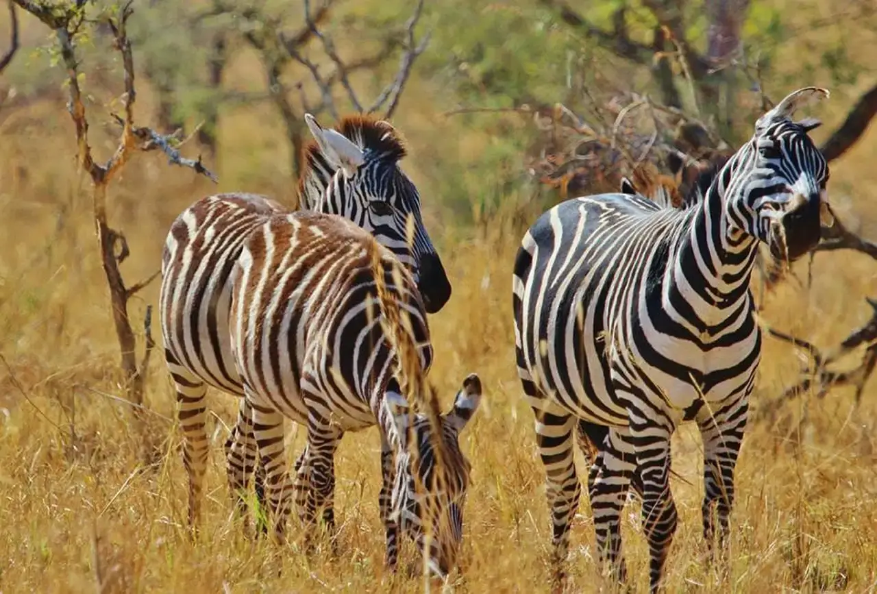 Zebra Herd Ruaha National Park