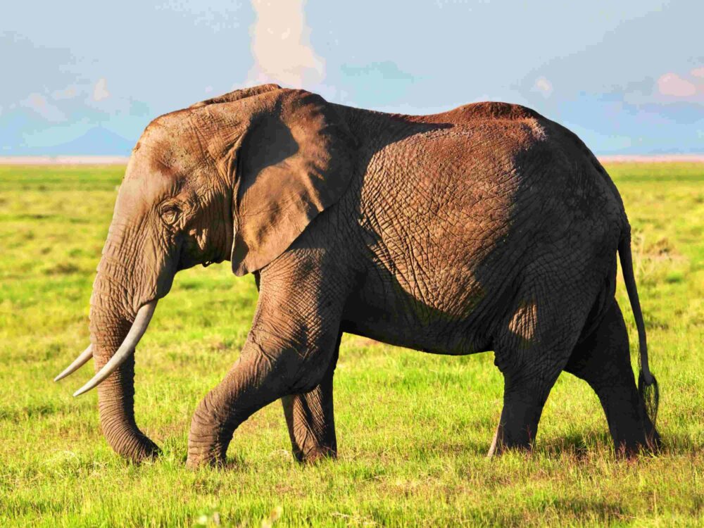 African Elephant