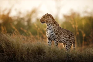 Best Tanzania Safari Tours 2026 | Affordable Packages from $200/day - Exceptional Travel Expert