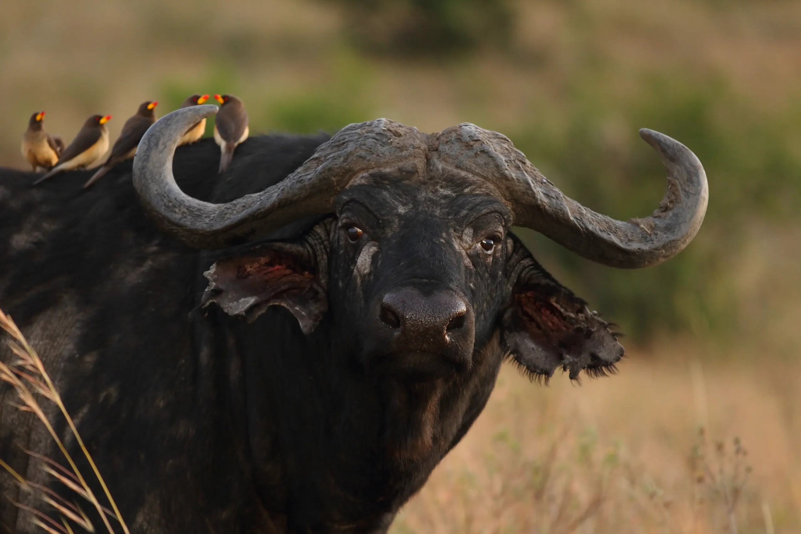 African Buffalo