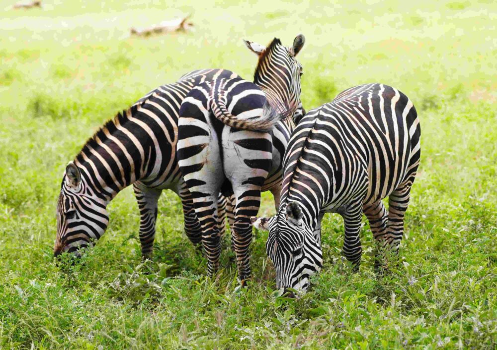 Zebra