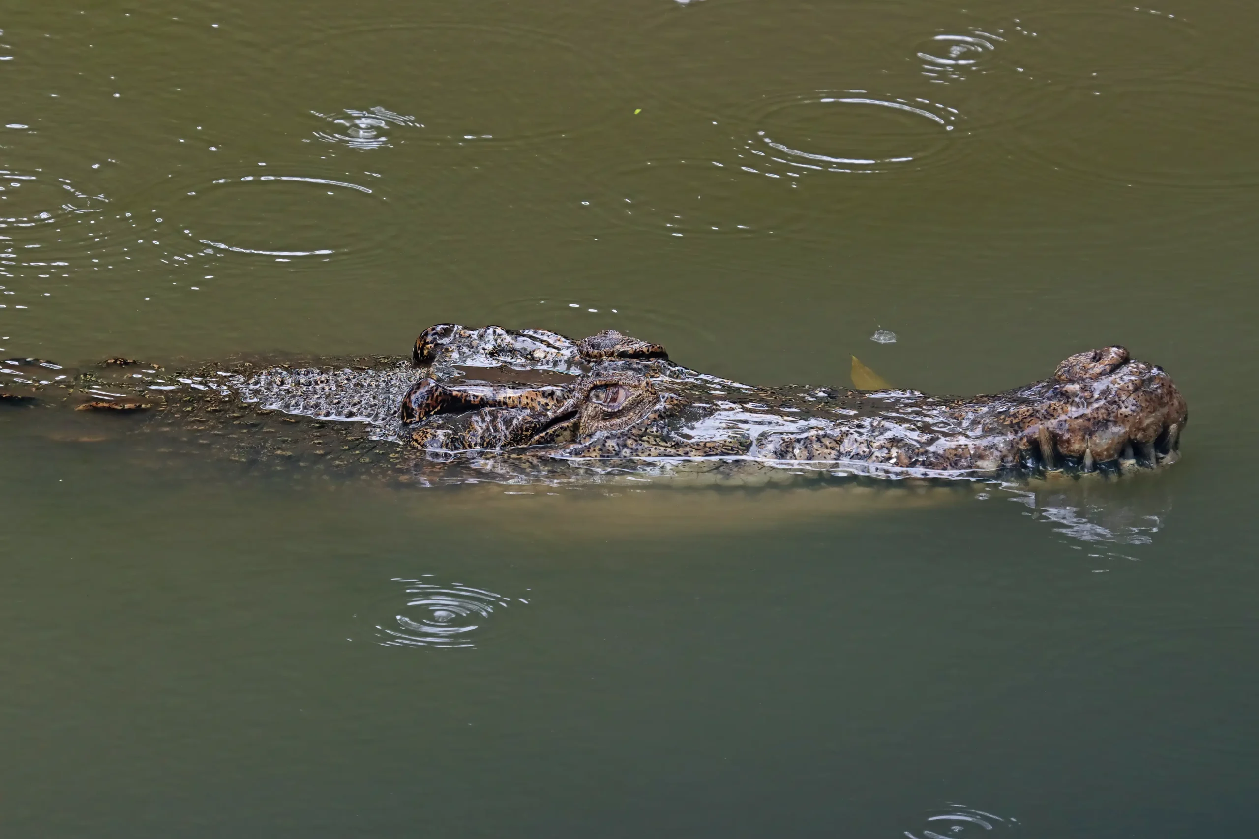 Nile Crocodile