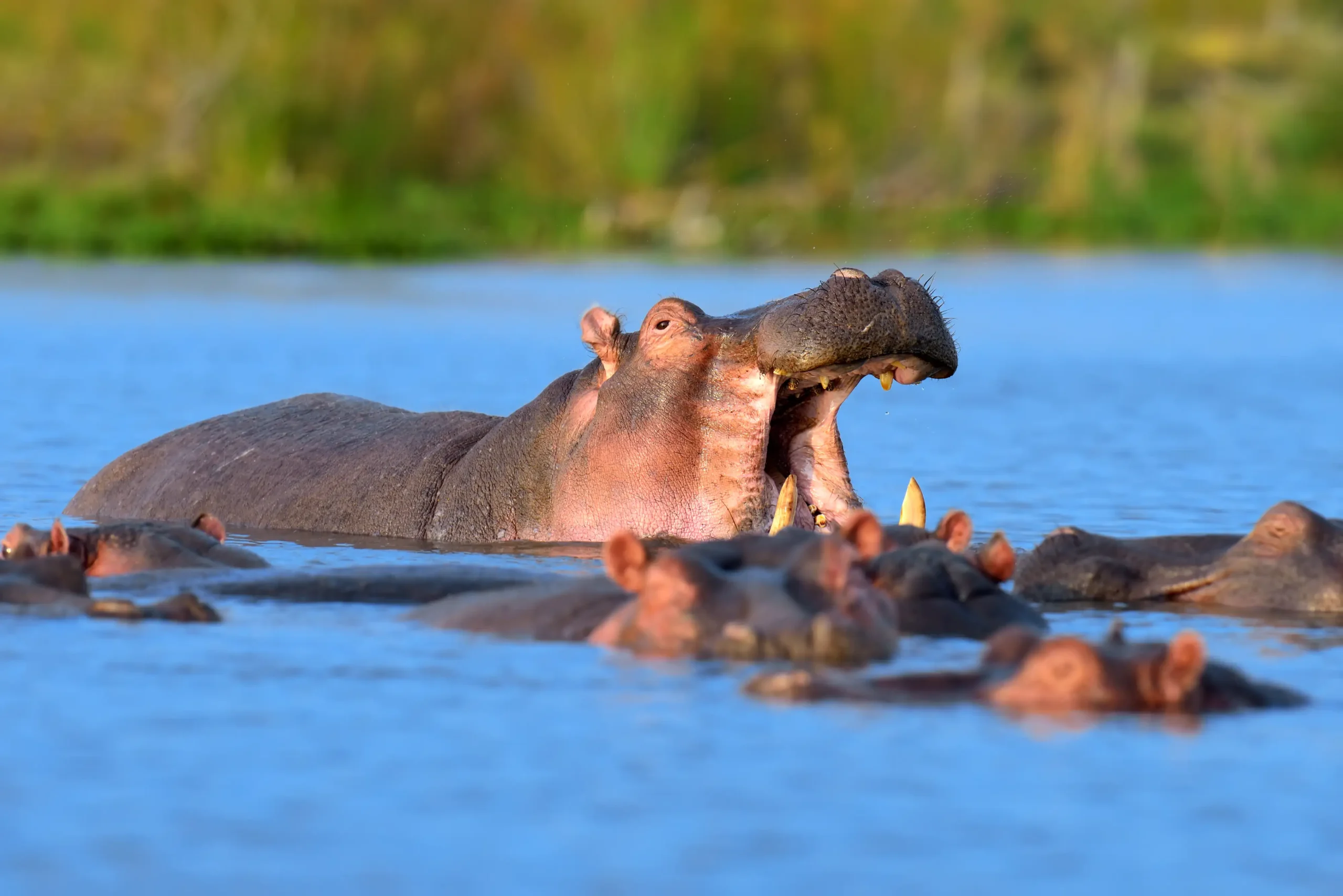 Hippopotamus