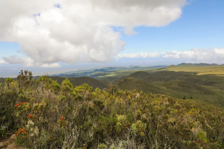 Kilimanjaro Packing List 2026: Complete Gear Guide 1 Lush forest scenery on the upper slopes of Mount Kilimanjaro.