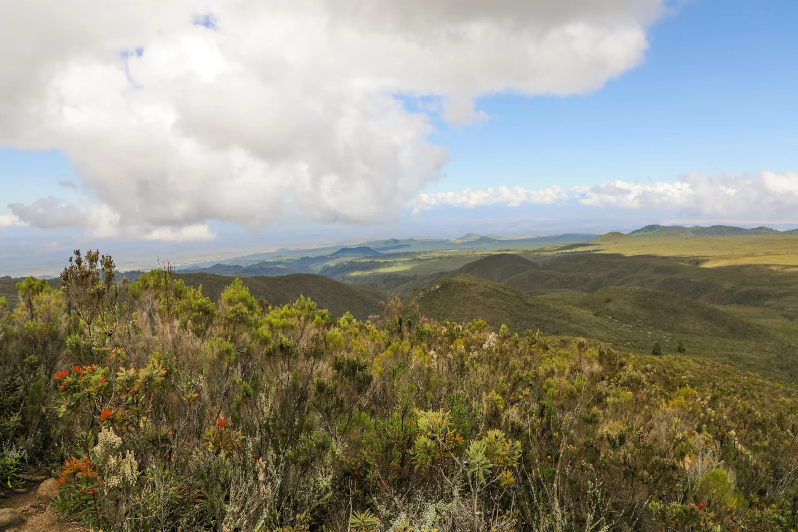 Lush forest scenery on the upper slopes of Mount Kilimanjaro.