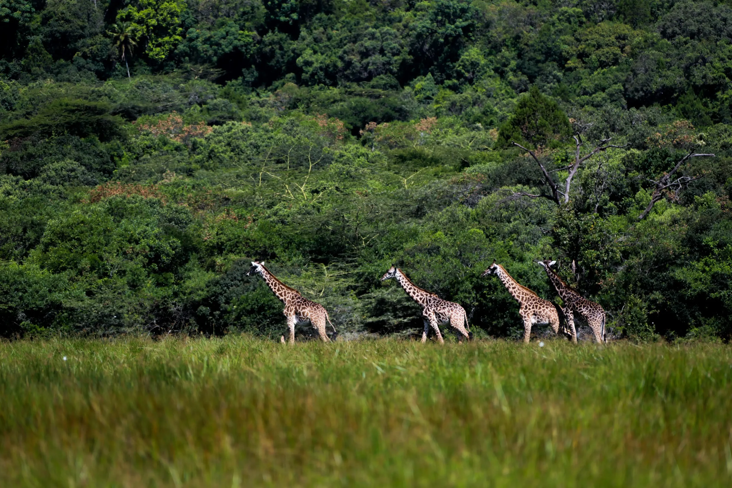 Arusha National Park, Tanzania