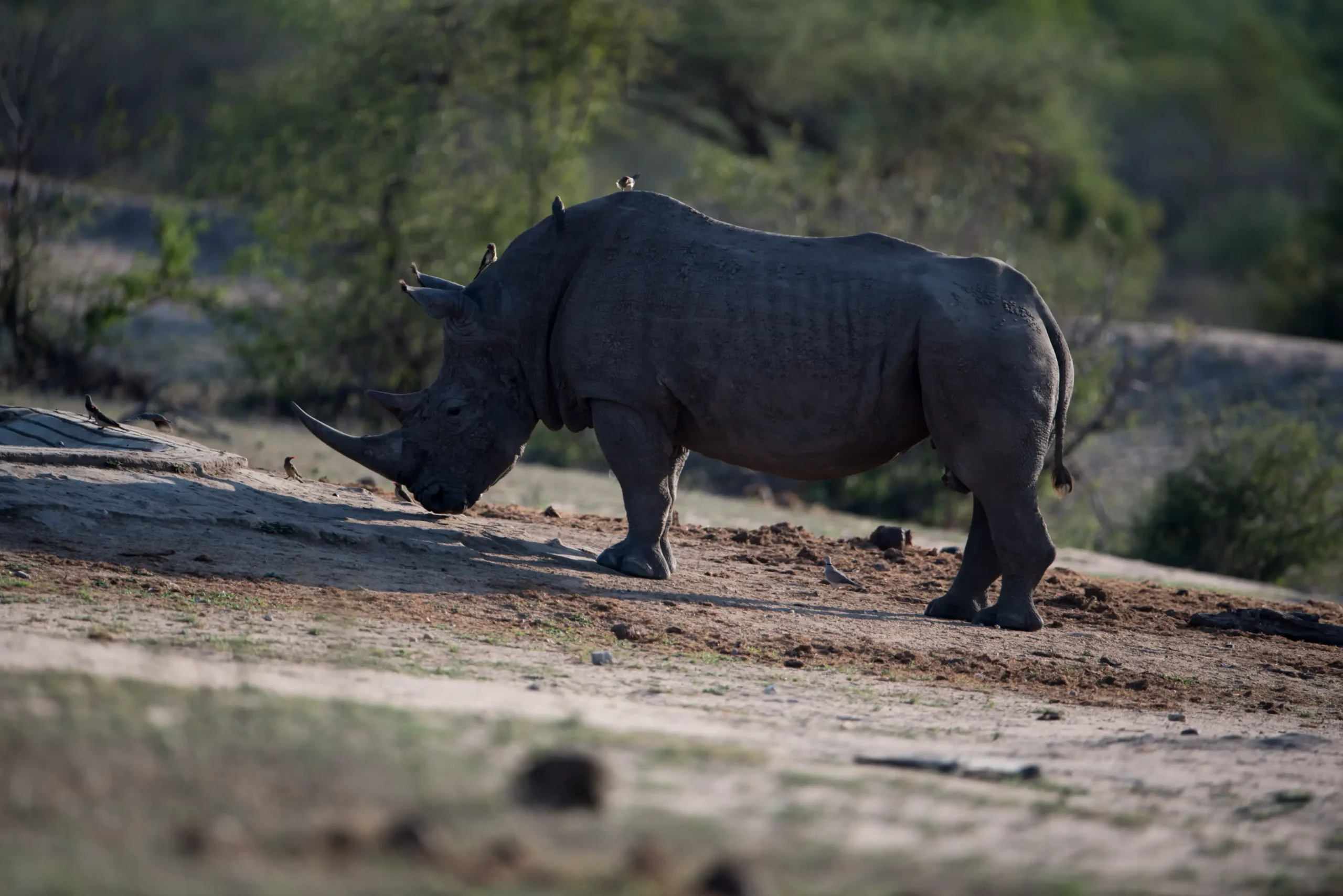 African Rhinoceros