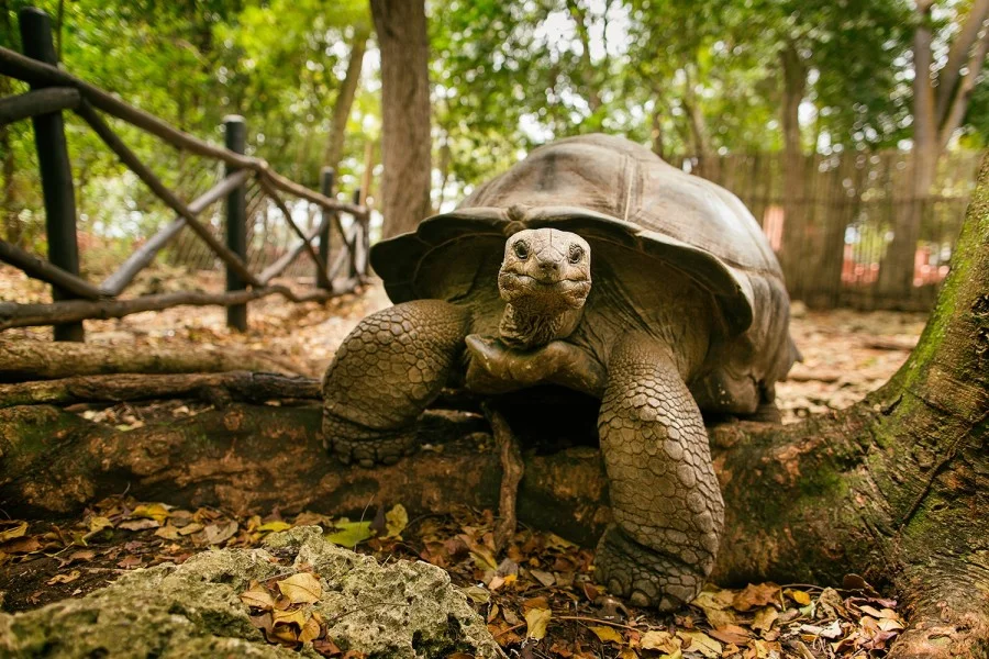 27 Things to Do in Zanzibar (2026 Must‑See List) 9 Giant Aldabra tortoises, a famous tourist attraction on Prison Island in Zanzibar, Tanzania